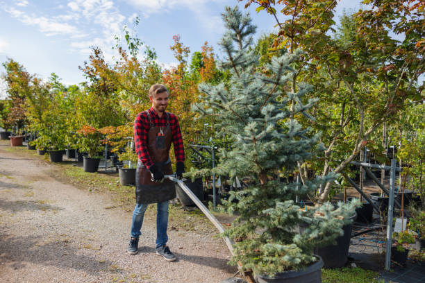 Glendive, MT Tree Removal and Landscaping Services Company